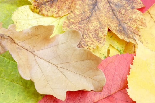 Close-up of colorful autumn foliage