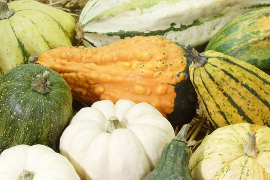 Mixed colorful pumpkins as background