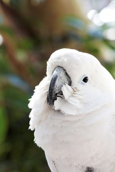 white parrot on a branch