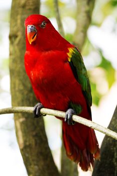 colorful parrot on a branch