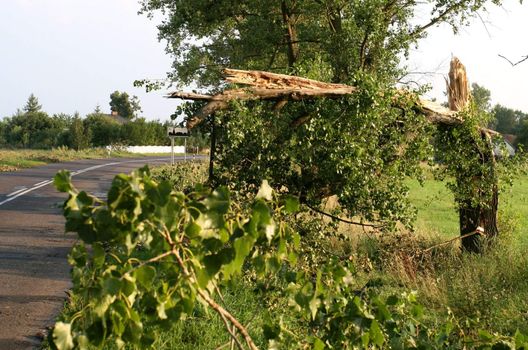 trees broken up