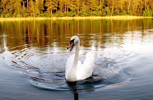 swan is swimming on lake