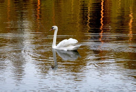 swan is swimming on lake