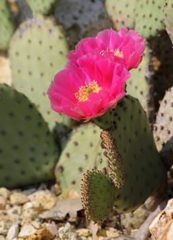 A purple-flowered cactus and desert stones.