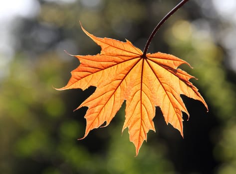 The sun screen the leaf.