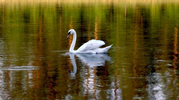 swan is swimming on lake