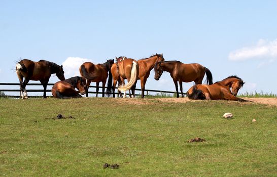 horses on freedom