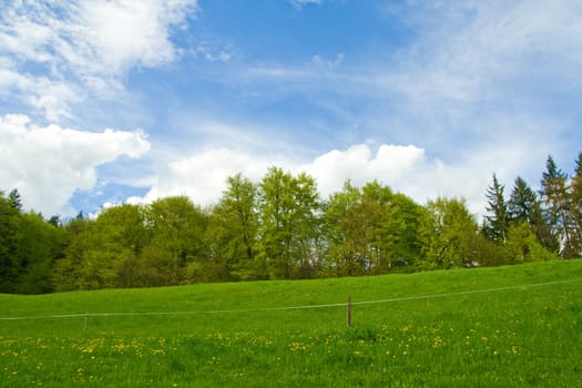 Meadow, forest and blue sky with clouds. Including copy space.