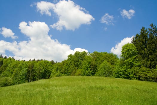 Meadow, forest and blue sky with clouds. Including copy space.