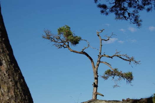 Pine Tree against a blue sky.