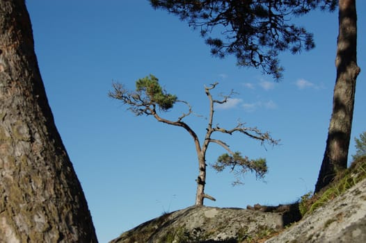 Pine Tree against a blue sky.