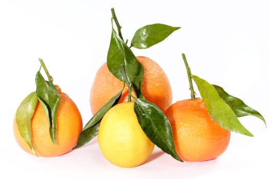 Citrus fruit collection  on bright background
