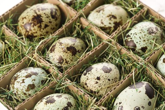 Speckled eggs packed in separate compartments.