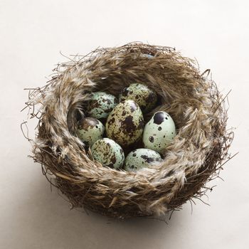 Studio still life of speckled eggs in nest.