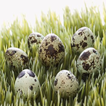 Speckled eggs on grass.