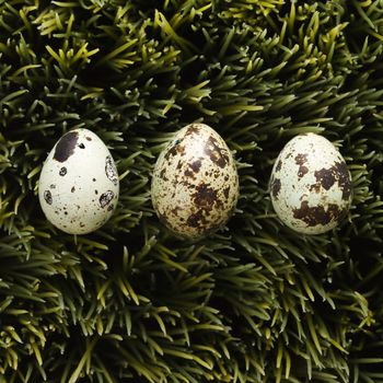 Speckled eggs on grass.