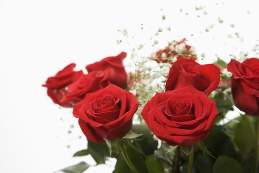 Bouquet of long-stemmed red roses with baby's breath against white background.