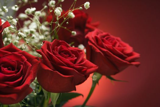 Close-up of bouquet of red roses with baby's breath against red background.