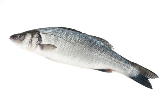 sea bass isolated on white background with clipping path