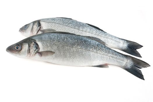 two sea bass isolated on white background with clipping path