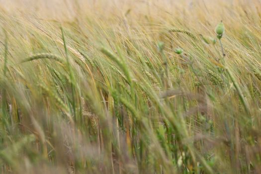 cereal crop is growing