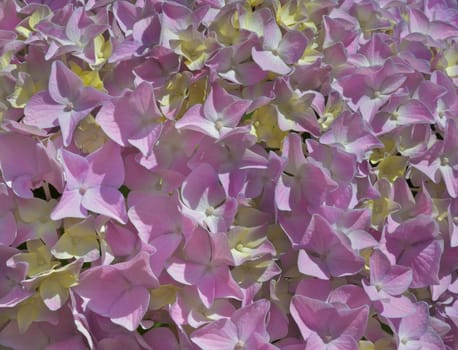 Close up of a bunch of yellow and violet hydrangea flowers