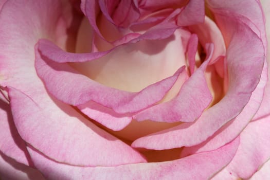 Macro of a portion of pink rose