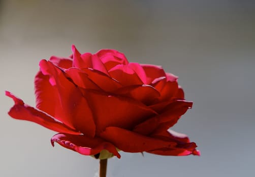Simple single red rose agaist a very soft focus background