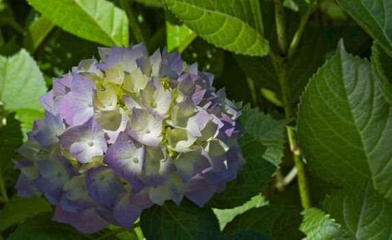 Sunlit Violet and Yellow Hydrangea flowers with softer focus green leaves