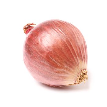 shallot