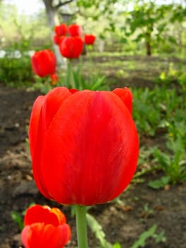 Bud of a scarlet tulip in the foreground