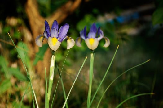 Iris was the symbol of royal house of Bourbons (the despotic rule of which above France and Spain lasted more than 200 years)