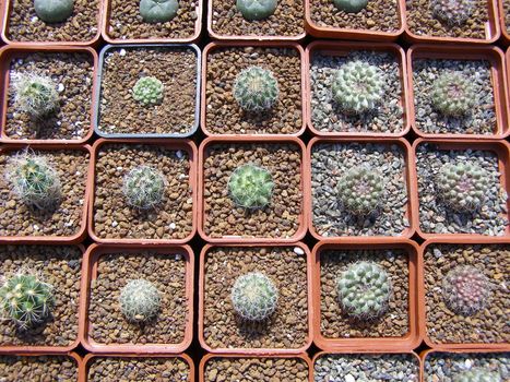  small cactuses grow in flowerpot