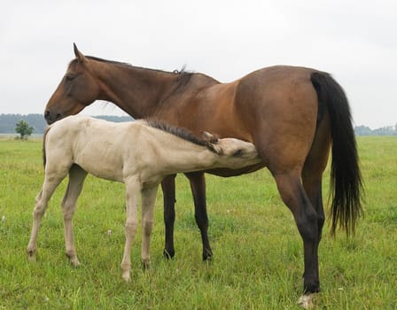 A white foal suckling a brown mare