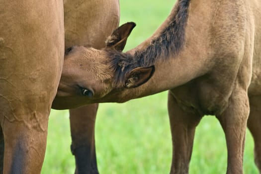 A brown foal suckling his mother