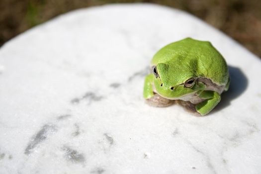 Green tree frog amphibian called on a white background