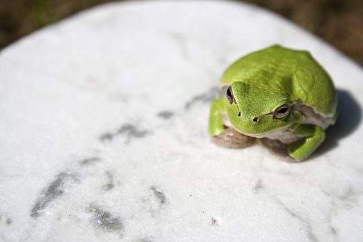 Green tree frog amphibian called on a white background