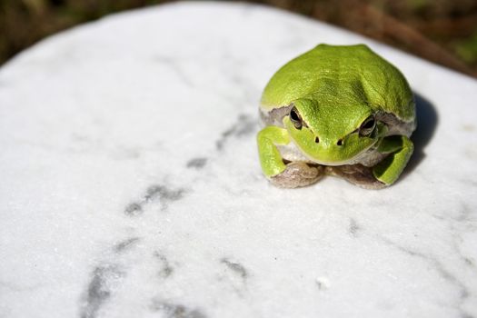 Green tree frog amphibian called on a white background