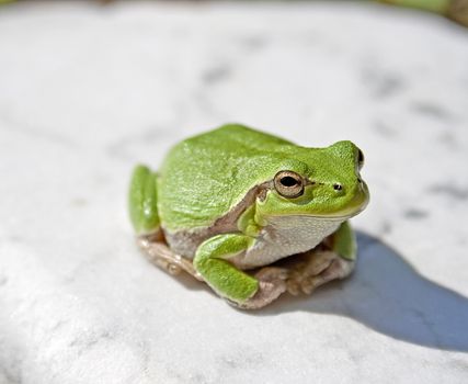Green tree frog amphibian called on a white background