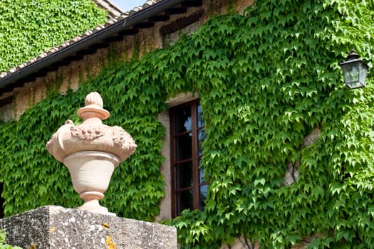 An old big vase standing near a green ivy
