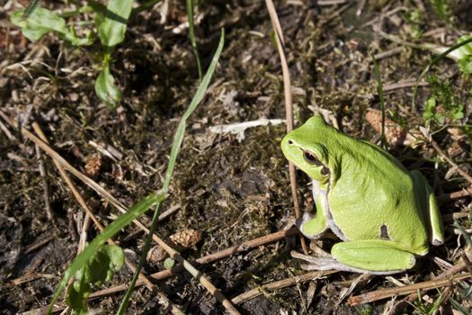 Green tree frog amphibian called on a white background
