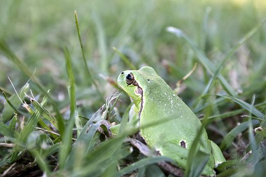 Green tree frog amphibian called on a white background