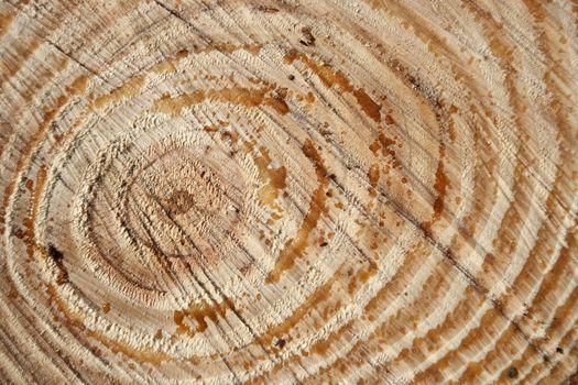 Texture of marine pine tree cut,wiew of circular rings