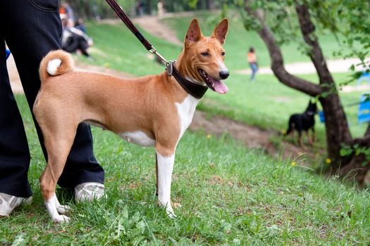 A standing basenji near its master in a park
