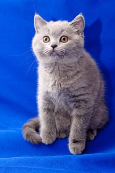 A yellow-eyed British shorthair blue kitten on blue background
