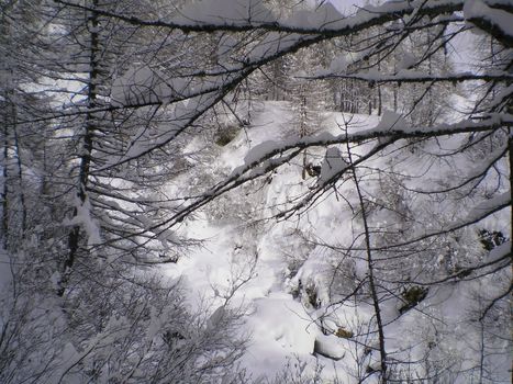 into the forest after a great snowfall    