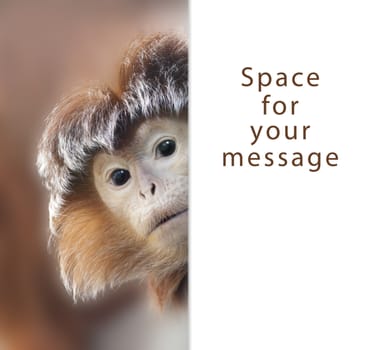 a curious ape with space for your text