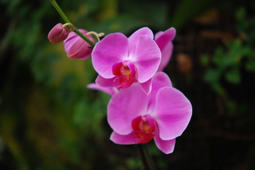 A small pink orchid flower .