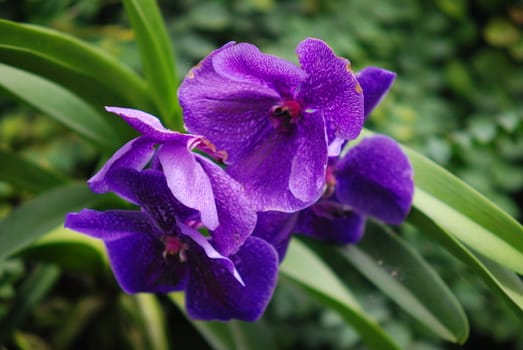 Violet iris on green background .