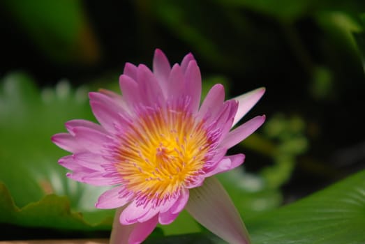 Pink Daisy in Green Background .